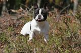 BOULEDOGUE FRANCAIS 489